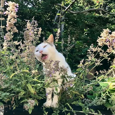 度假居 Rageleje's Oasis - Coastal With Wood Burning Sauna