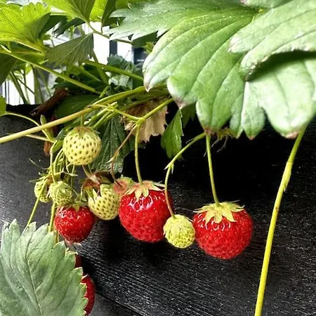 Rageleje's Oasis - Coastal With Wood Burning Sauna 度假居 Græsted